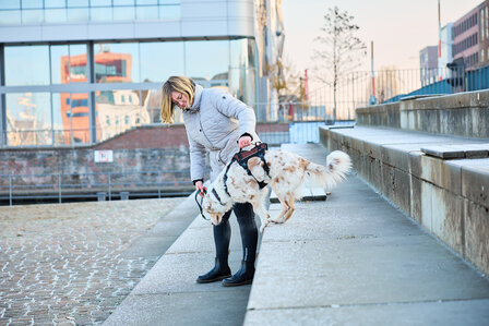 Non-stop dogwear - Rock Harness long 