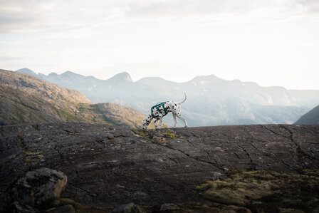 Non-stop dogwear - Ramble Harness Long