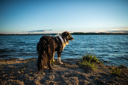 Non-stop dogwear - Rock harness
