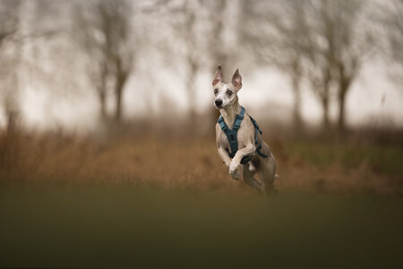 Non-stop dogwear - Ramble Harness Long