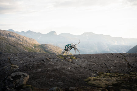 Non-stop dogwear - Ramble Harness Long