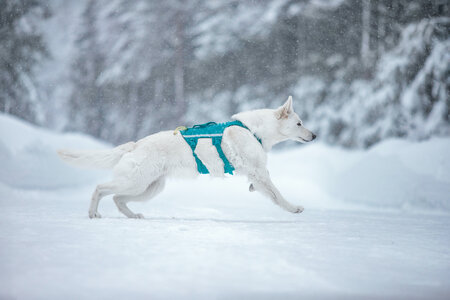 Non-stop dogwear - Ramble Harness Long