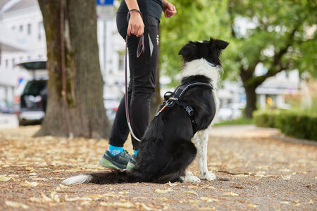 Non-stop dogwear - Line harness grip