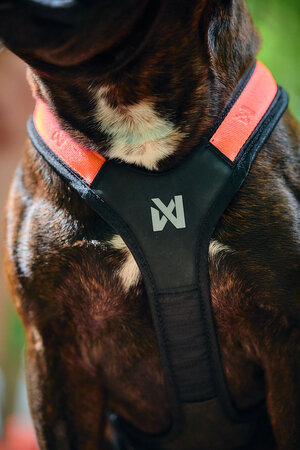 Non-stop dogwear - Rush harness
