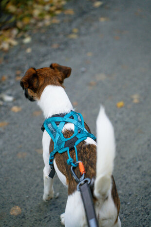 Non-stop dogwear - Rush harness